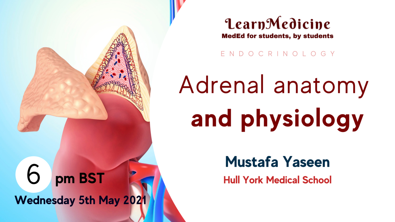 Adrenal anatomy and physiology LearnMedicine